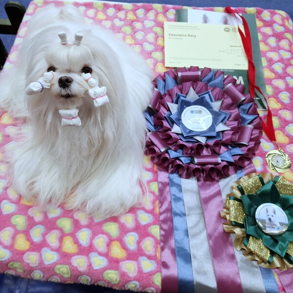 30.11.2025 CAC show Swiebodzice