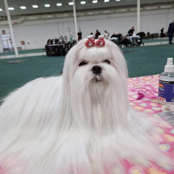 30.1.2026 CACIB Nitra, SK