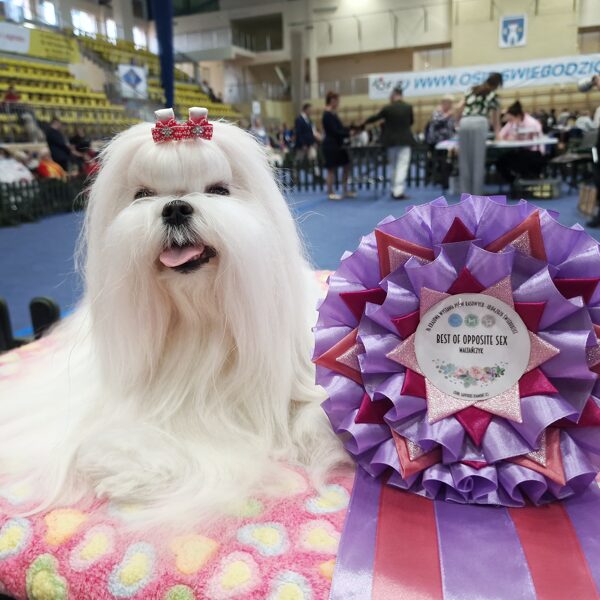 18.4.2026 CAC show Swiebodzice, PL