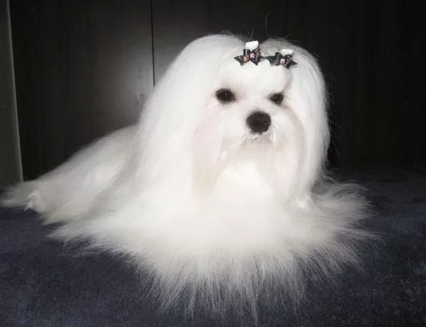 Clabec's Prince