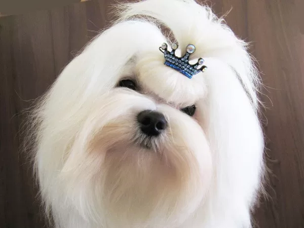 Clabec's Prince