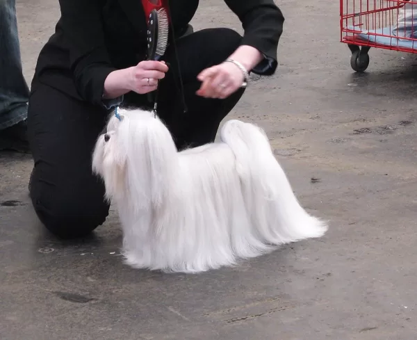 3.4.2010 KRAJSKÁ VÝSTAVA MLADÁ BOLESLAV (CZ)